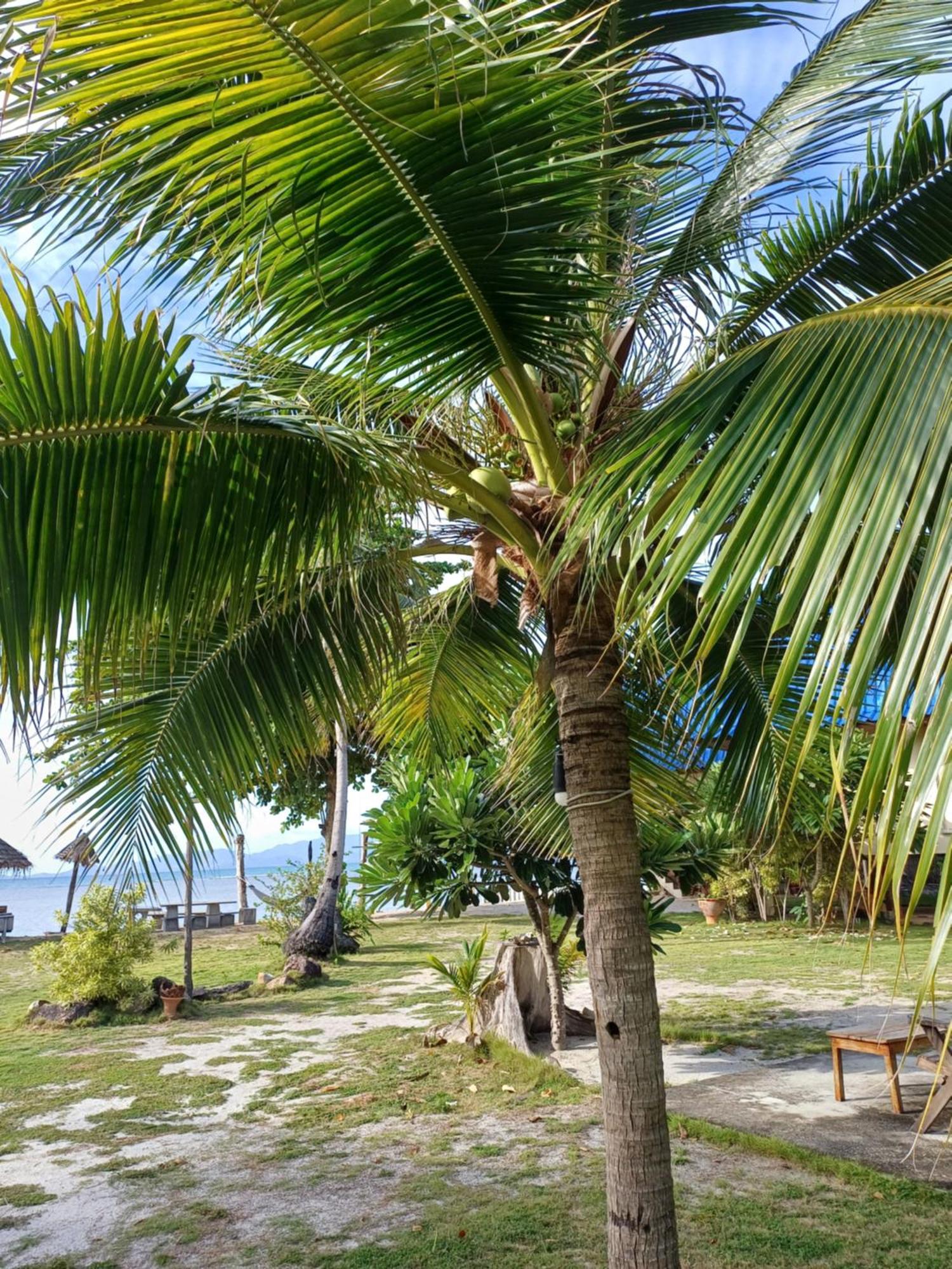 Tropicana Khophagan Resort Hotel Thong Sala Extérieur photo